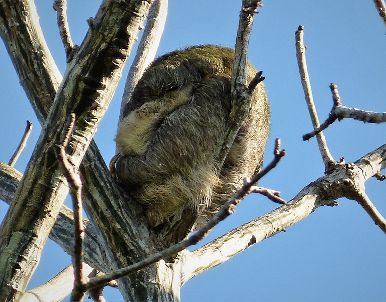 File:Sloth with baby - Flickr - gailhampshire.jpg