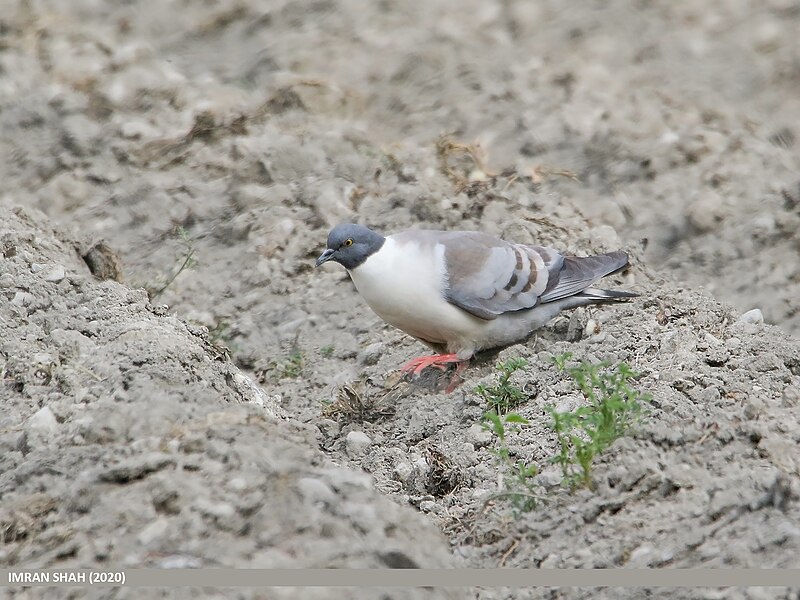 File:Snow Pigeon (Columba leuconota) (50349925003).jpg