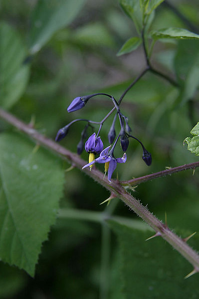 File:Solanum dulcamara001.jpg