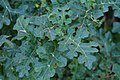 Solanum linnaeanum