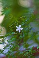 Spanish Jasmine (Jasminum grandiflorumn).
