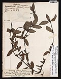 Spermacoce radicans Aubl.  sn MNHN P-P00777594.jpg