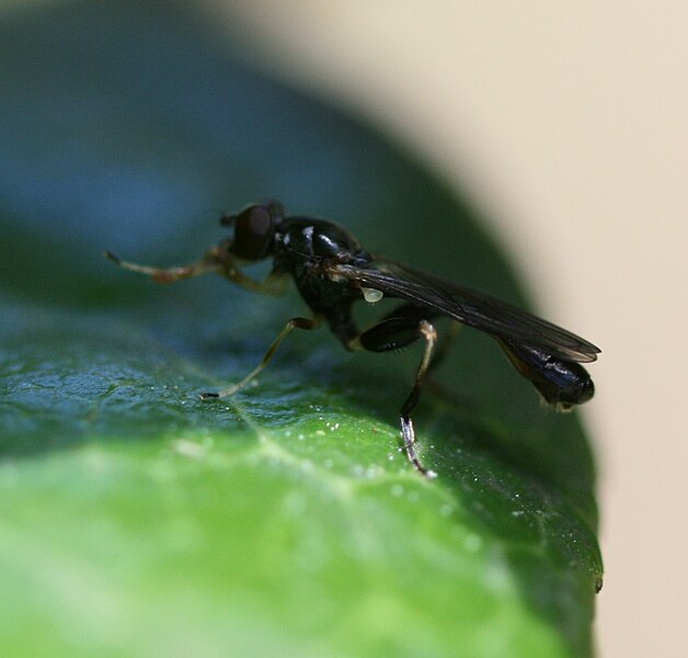 File:Sphegina.sp.male.jpg