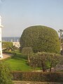 Spherical banyan tree.jpg