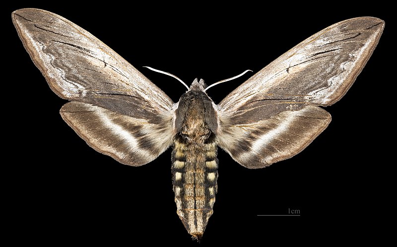 File:Sphinx drupiferarum MHNT CUT 2010 0 478 Delaware, Ontario - female dorsal.jpg