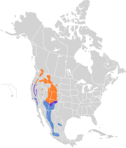 Sphyrapicus thyroideus map.svg