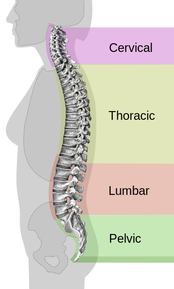 Spinal column curvature