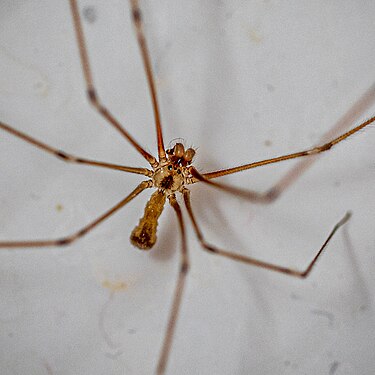 Spider on bathroomfloor