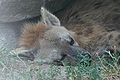 Spotted Hyena Close-up, Asleep.jpg