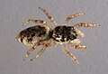 ... Salticus sp., ~5mm