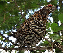 Immature male "hiding" in tree, Matagamasi Lake, Temagami, Ontario Spruce Grouse.jpg