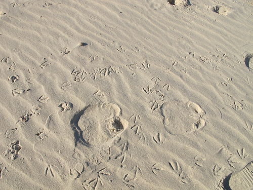 Strand von Yasmine Hammamet