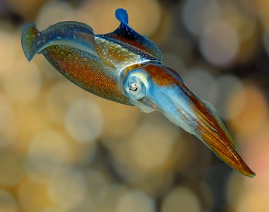 Sepioteuthis sepioidea (Caribbean Reef Squid)