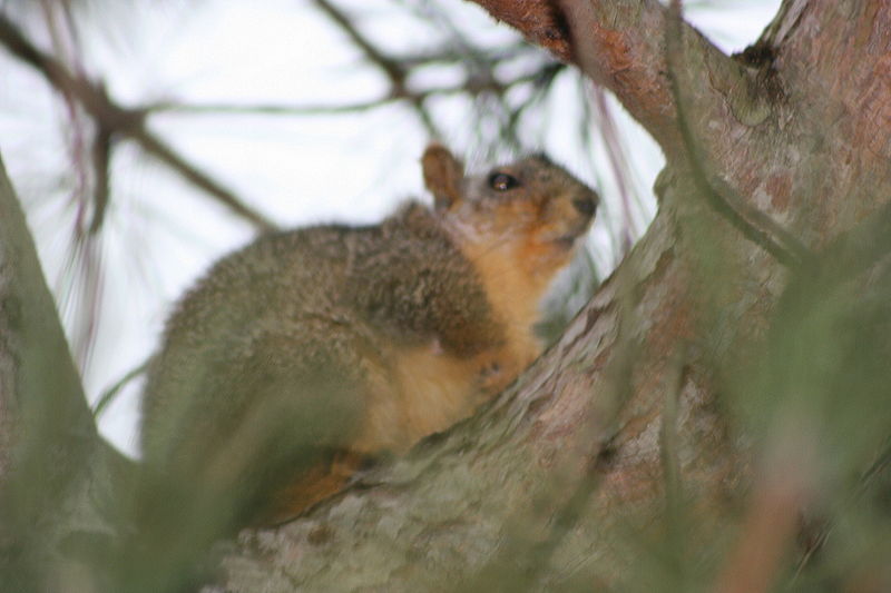 File:Squirrel with Mange.JPG