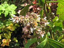 Starr-121108-0704-Pogostemon cablin-flowers with bee Apis melifera-Pali o Waipio-Maui (25169592716).jpg