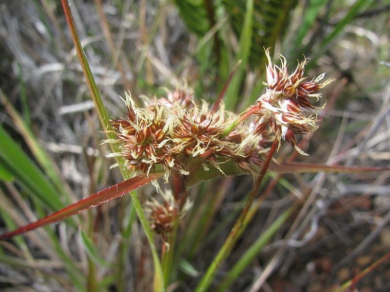 File:Starr-140318-4255-Luzula hawaiiensis-inflorescense-Red Flow HNP-Maui (25214955966).jpg