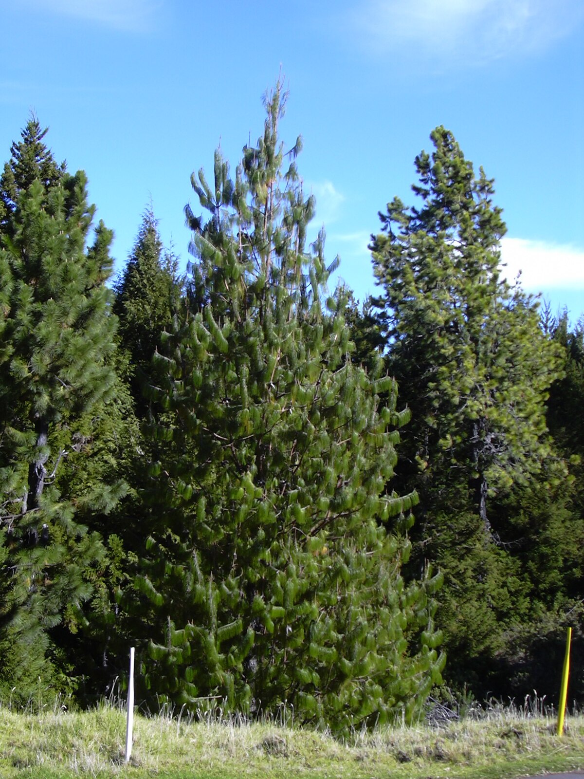 Pinus patula - Wikipedia, la enciclopedia libre