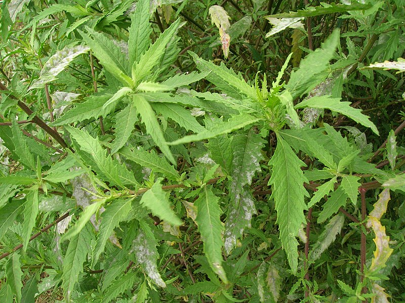 File:Starr 050816-3669 Chenopodium ambrosioides.jpg