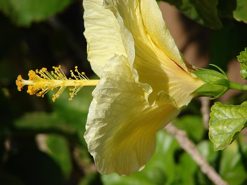 File:Starr 070124-3801 Hibiscus rosa-sinensis.jpg