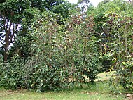 Coffea arabica растејќи во Олинда, Мауи.