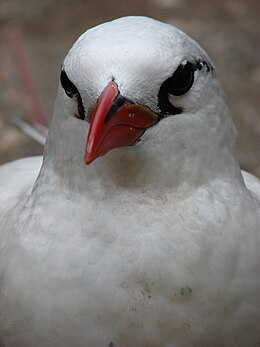 Vöröscsőrű trópusimadár (Phaethon aethereus)