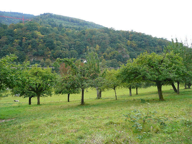 File:Stift Neuburg Streuobstwiese.JPG