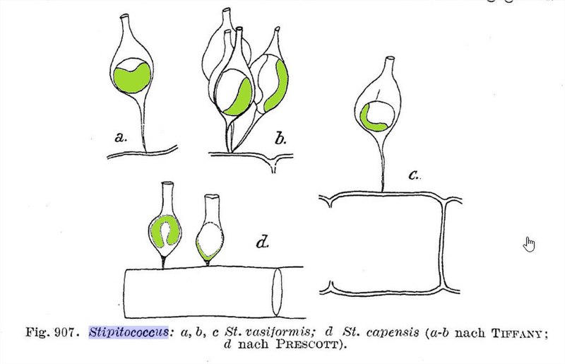 File:Stipitococcus Tiffany & Prescott.jpg