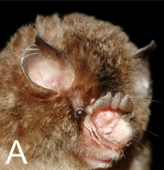 <span class="mw-page-title-main">Stoliczka's trident bat</span> Species of bat