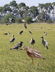 The Stone Curlew Action Plan in the original 1994 UK BAP aimed to enhance the English breeding population from around 160 pairs to 200 pairs by the year 2000 Stone Curlew from the Crossley ID Guide Britain and Ireland.jpg