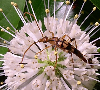 Strangalia luteicornis on buttonbush Strangalia luteicornis.jpg