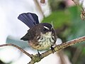 Thumbnail for Fiji streaked fantail