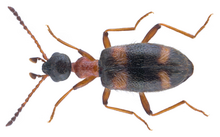 Stricticollis rufithorax Pic, 1921.png