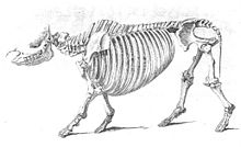 Vue de profil d'un squelette de rhinocéros.
