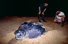 Leatherback Sea Turtle laying her eggs (2013) Sylvain and Jean watching the egg laying of a Leatherback Sea Turtle (Dermochelys coriacea) (10629903575).jpg