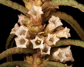 Symonanthus aromaticus (8696022506).jpg