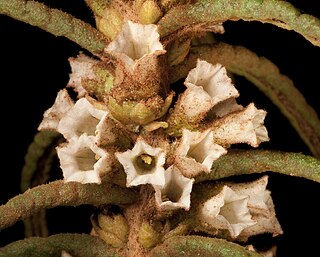 <i>Symonanthus aromaticus</i> Species of flowering plant