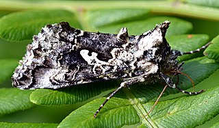 <i>Syngrapha cryptica</i> Species of moth