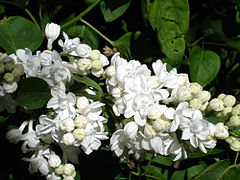 Syringa Vulgaris