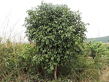 Syzygium guineense.jpg