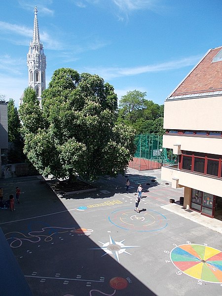 File:Tárnok Straße 9-11, Kastanien, 2022 Buda Burgviertel.jpg