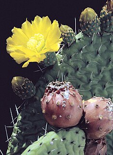 <i>Tacinga saxatilis</i> Species of cactus