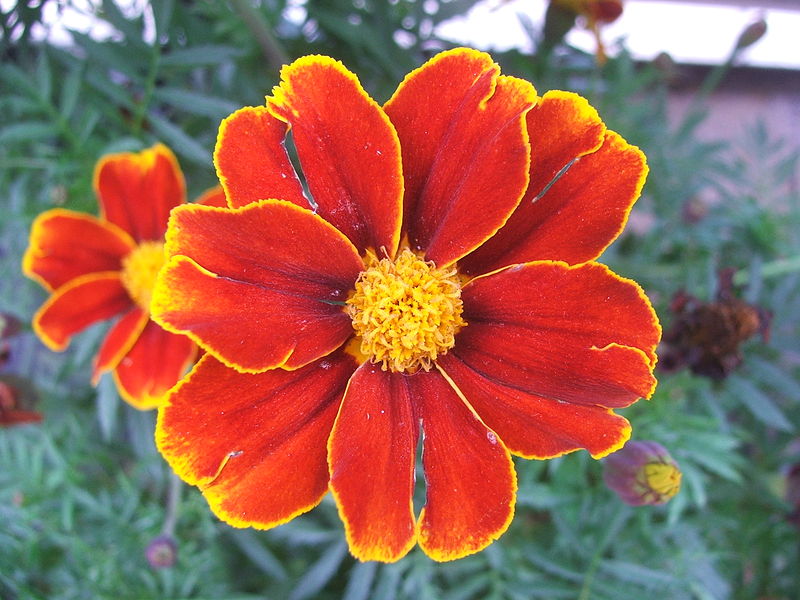 File:Tagetes flower.jpg