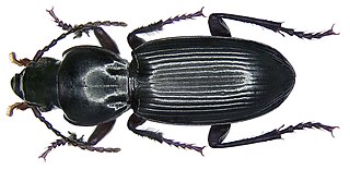 <i>Tapinopterus</i> Genus of beetles