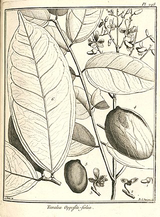 <i>Taralea</i> Genus of legumes