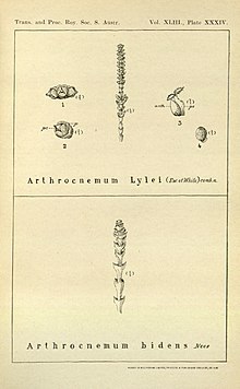 Tecticornia lylei, Tecticornia indica subsp bidens.jpg