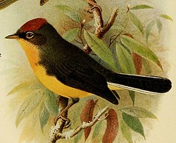Tepui Redstart (Myioborus castaneocapillus) - The birds of British Guiana.jpg