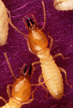 Termite-Formosan subterranean-soldiers-Tamil word17.2.jpg
