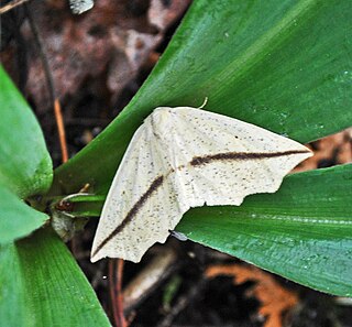<i>Tetracis crocallata</i> Species of moth