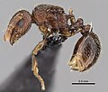 Самка Tetramorium gilgamesh, общий вид