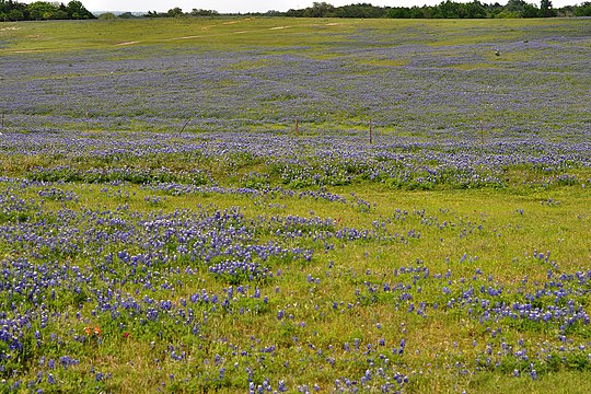 Texas bluebonnets (Lupinus texensis) in the Blackland Prairie eco-region, Highway 532 east of Gonzales, Gonzales County, Texas, USA (19 April 2014).